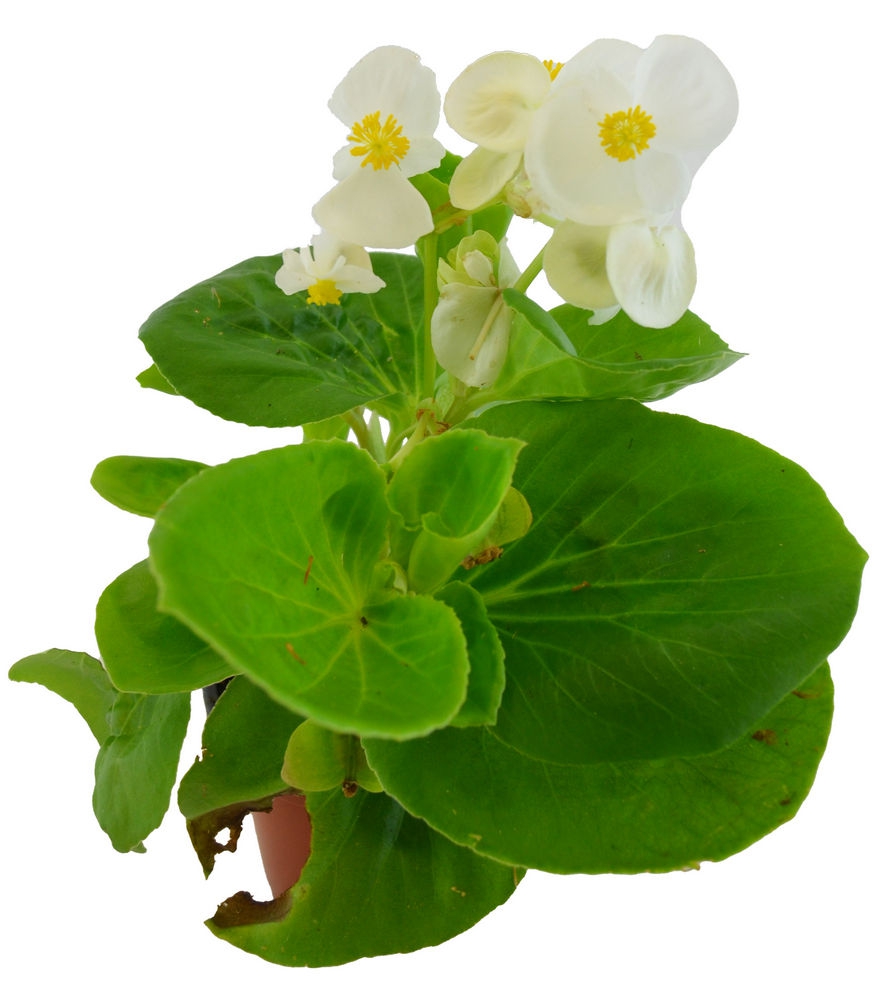 Begonia blanca